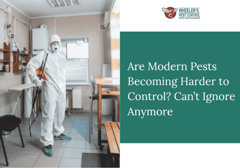 pest control in Del Mar