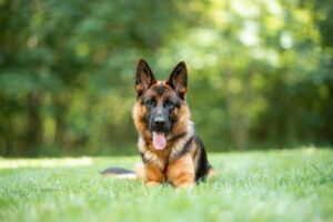 German Shepherds