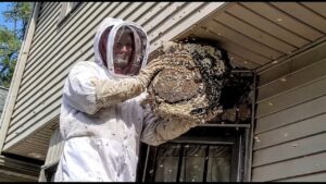 bee wasp removal