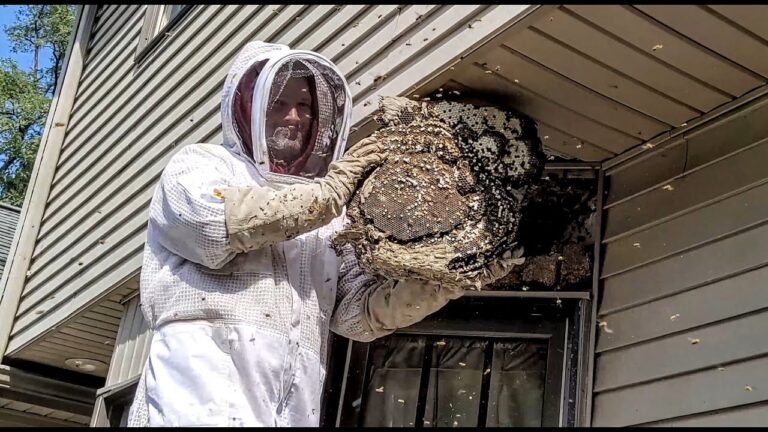 bee wasp removal