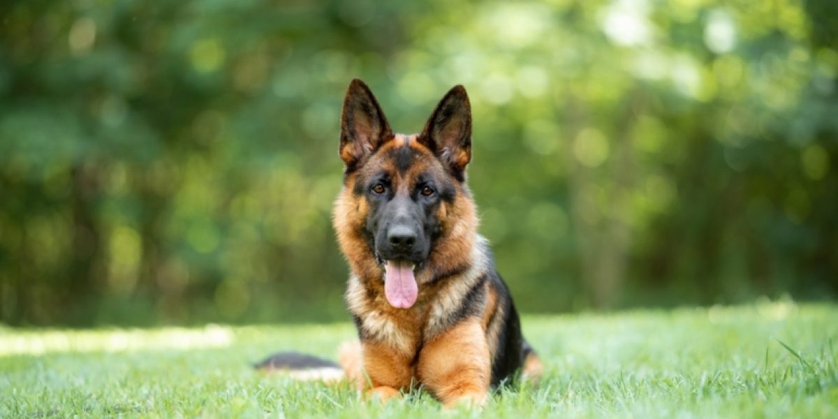German Shepherds